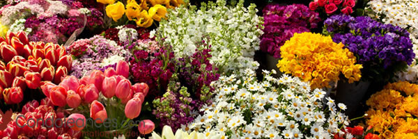 Les formes de fleurs de deuil à choisir pour des obsèques.