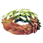 Couronne en écaille