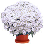 Chrysanthème blanc