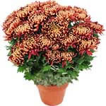 Chrysanthème bordeaux